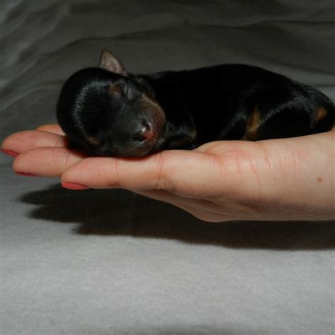 Let's Talk Yorkie | Home of Yorkie Puppies in New York