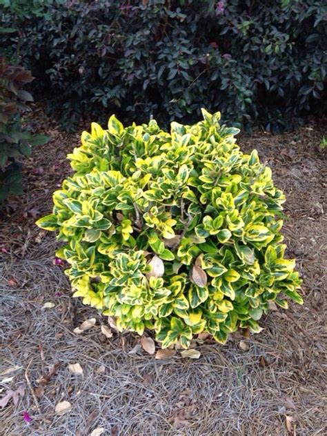 Browse planting plans for front yards, backyards and everything in between. Golden Euonymus (euonymus japonicus aureomarginatus): This ...