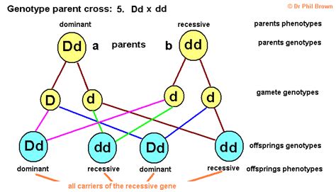 Z a pedigree is a drawing of a family tree z the pedigree is used by genetic counselors and. Genetic Engineering Diagram Gcse - carolspoetrypassion