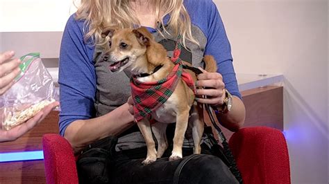 Palo alto animal services and the peninsula humane society & spca are featured in this local focus about animal adoptions in the bay area. Perfect Pet: Pets up for adoption from Bay Area animal ...