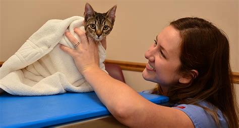 Persian kittens are wonderful with other pets and children and they are very adaptable to change of environment. Kitten Care in Granby CT by Salmon Brook Veterinary Hospital