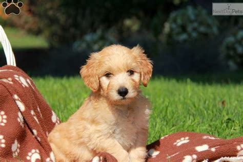 Looking for goldendoodles for sale near me? #doodle+dogs+for+adoption+near+me Reserve a Mini Doodle ...
