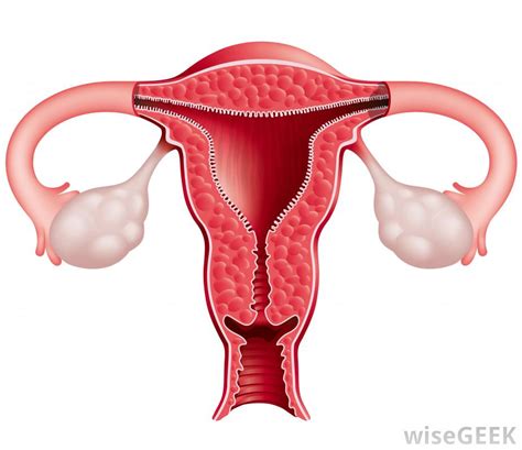 Most women have cramps as the uterus contracts to shed its lining. What Is an Open Uterus? (with pictures)