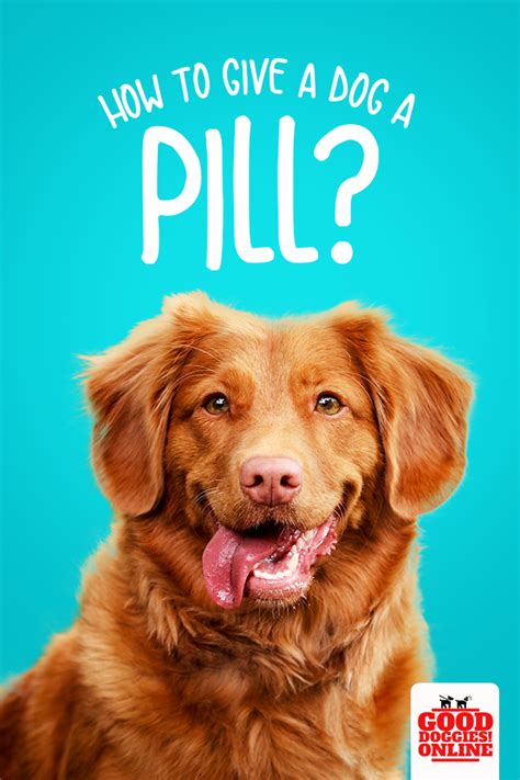One that you may find yourself losing. Pin on Dog hacks