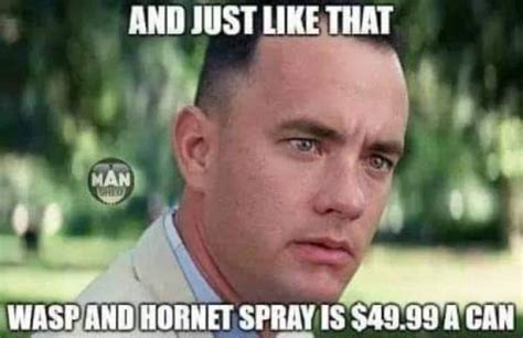 The hornets compete in the national basketball association (nba). 29 Murder Hornet Memes - Barnorama