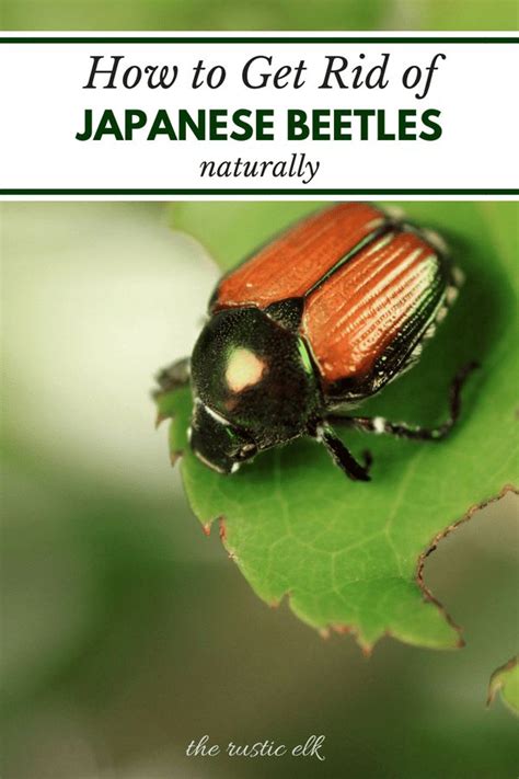 How to identify japanese beetles. 9 Tips to Naturally Get Rid of Japanese Beetles | Japanese ...