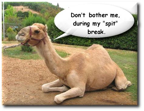 Remember, many of these animals live in deserts or similar environments. Profitable Investing Strategies: The Sub2 Camel Hump