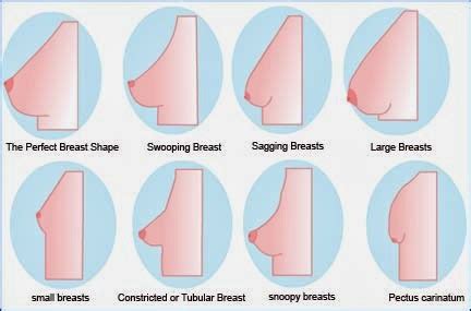 The illustrations on the firm's breast shape dictionary depict a range of breast types, and is intended to help women choose a bra that best suits her body. Fumigation, Pest Control, Decontamination and ...