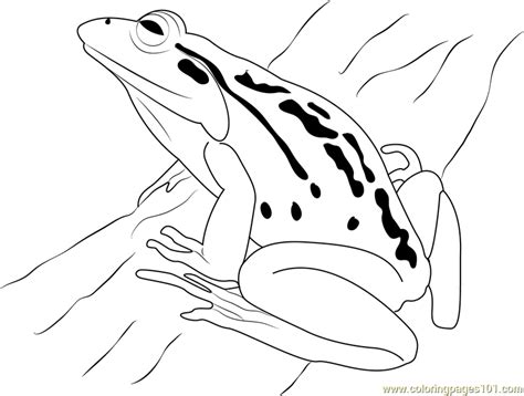 Some frogs can jump up to 20 times their own body length in a single leap ! Frog Coloring Page - Free Frog Coloring Pages ...