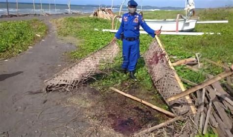 Paus sperma terapung di tengah laut. Paus Sperma Mati Terdampar di Bali, Tubuhnya Terpotong ...