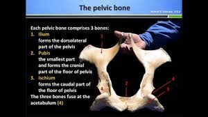 Veterinary, anatomy, dog, muscles, thoracic limb, (1 of 3). Image result for EQUINE PELVIS IMAGES