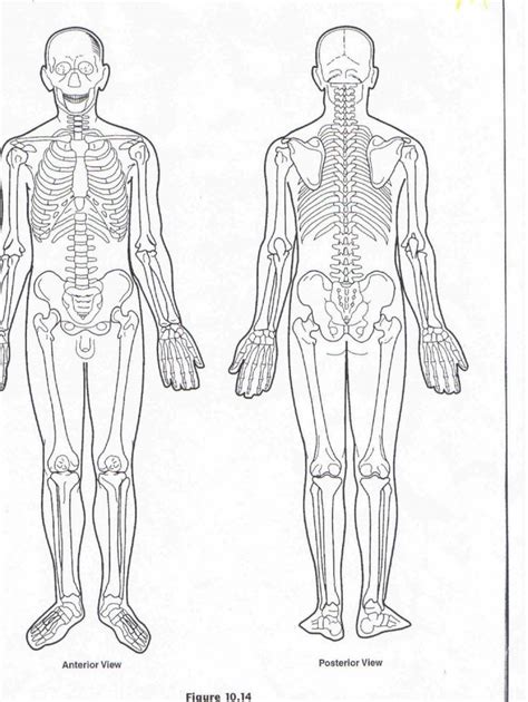 With this video you can see the parts of the skeletal system and muscular sy. Muscles Of The Body Diagram For Kids . Muscles Of The Body ...