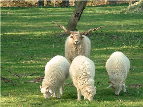 Osteuropa, das von den magyaren bewohnt wird. Zackelschafe aus Ungarn Foto & Bild | tiere, haustiere ...