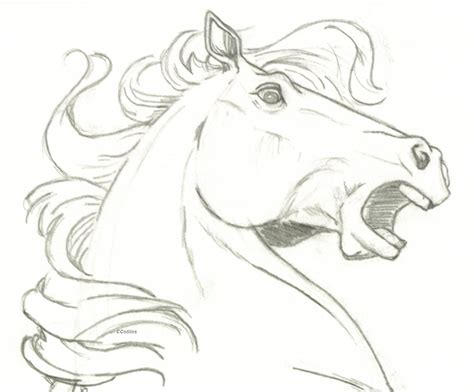5 steps to draw a horse. A Drawing Of A Horse Head Easy How To Draw A Horse Head Step By Step - Yahoo Image Search ...