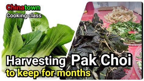 Maybe you would like to learn more about one of these? Harvesting and drying Pak Choi, Winter Melons and Bitter ...