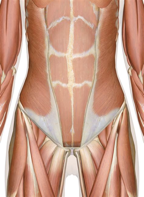 They form by the fusion and elongation of numerous precursor cells called myoblasts. Muscles of the Abdomen, Lower Back and Pelvis