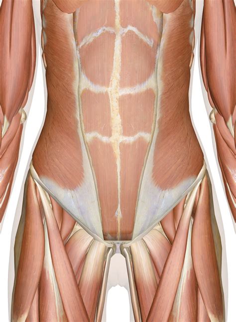 The internal reproductive organs include: Muscles of the Abdomen, Lower Back and Pelvis