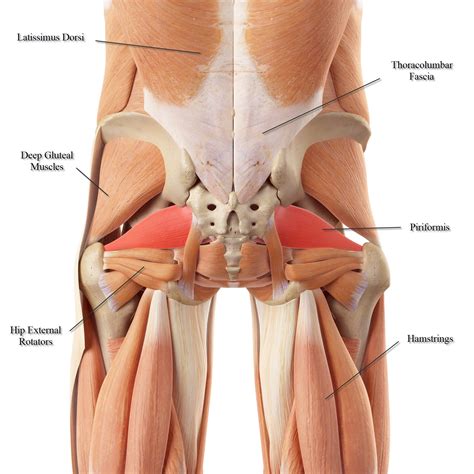 The gastrocnemius runs down the back of the lower leg, from the end of the femur to the heel bone, or calcaneus. Lower Back Anatomy and Low Back Pain