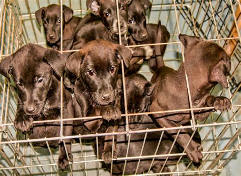 When do puppies need to be vaccinated? Scotland's first industrial puppy farm rejected | OneKind