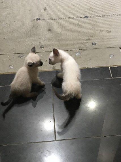 Cfa registered siamese kittens for sale. Balinese Cats For Sale | Dallas, TX #249640 | Petzlover