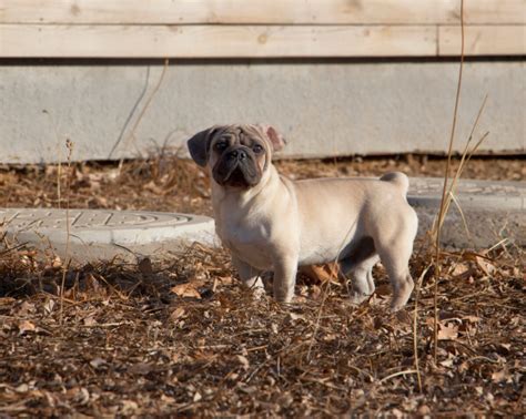 Be sure to call the airline and let them know the breed of your dog and ask them if they have any restrictions. How To Travel With A Pug? Can They Fly? - SPIRE PET