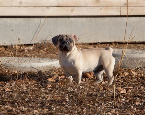 They must arrive during normal customs working hours, otherwise additional fees will be charged. How To Travel With A Pug? Can They Fly? - SPIRE PET