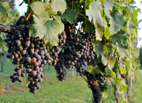 Find out how to grow grapes with the help of our detailed grow guide. Red-grapes-on-a-vine-in-vineyard -n-Maryland | My Maryland ...