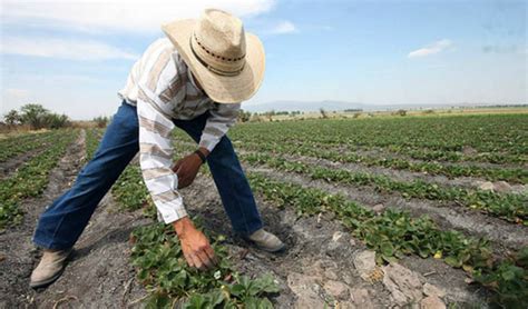 ¡encuentra la oportunidad laboral que estás buscando! Ingeniero Agrónomo, profesionista todo terreno - Revista ...