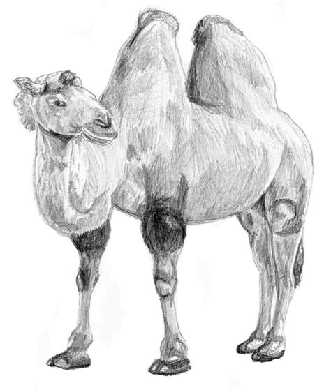 Suggested clip · 76 seconds. How to Draw a Camel - Yedraw