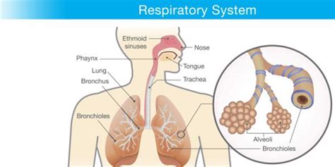 What is the respiratory system? When Breathing Doesn't Come Naturally | El Camino Health