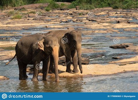 Pinnawala Elephant Orphanage Is An Orphanage, Nursery And 