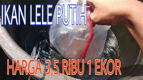 Maybe you would like to learn more about one of these? IKAN LELE PUTIH HARGA 3,5 RB PER EKOR, PELIHARA IKAN DALAM ...