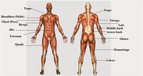 Included with the name is the origin and insertion and the action the muscle creates. Free Bodybuilding Tips: Major Muscle group of the Human Body