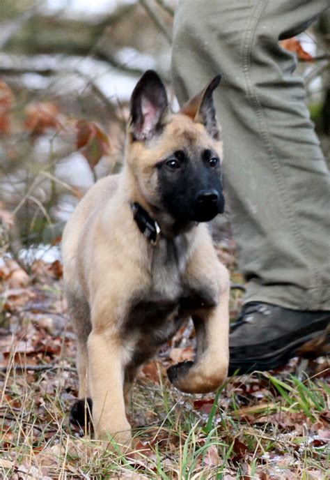 Wir kennen uns aus mit malinois hunden! Malinois welpen kaufen | Über uns. 2020-04-26