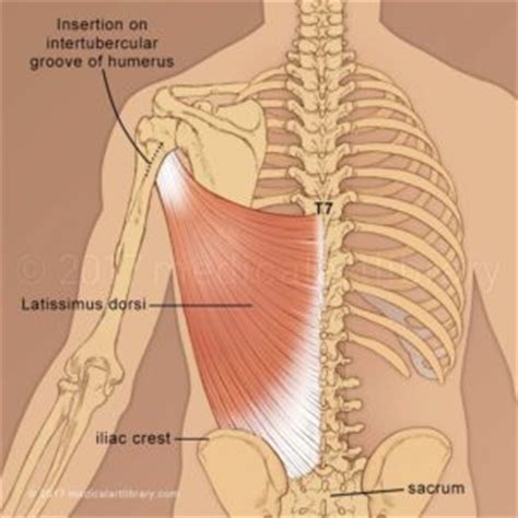 Almost every muscle constitutes one part of a pair of identical bilateral. Trapezius, Rhomboid, Levator - Medical Art Library