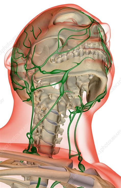Lymph nodes are small solid structures placed at varying points along the lymphatic system such as the groin, armpit and mesentery. The lymph supply of the head and neck - Stock Image - F001 ...