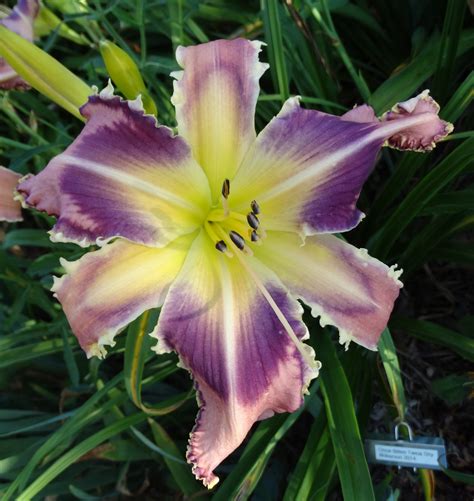 (definition of once bitten, twice shy from the cambridge advanced learner's dictionary & thesaurus © cambridge university press). OAK HILL DAYLILIES - ONCE BITTEN TWICE SHY