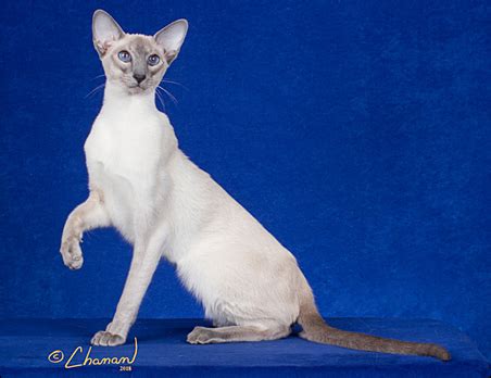 Sorting out the distinctions between the different kinds of siamese cats can be a little complicated, but our. National Siamese Cat Club