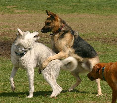 However, if cats start to show aggression towards humans then this would constitute 'problem behaviour'. Dog Park People - The Science Dog
