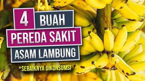 Asam lambung normalnya berfungsi untuk membantu mencerna jika terlanjur terjadi asam lambung naik, ada beberapa obat yang bisa anda konsumsi tanpa resep. 4 Buah untuk Penderita Asam Lambung Naik yang Baik Dikonsumsi - Enak dan Alami ! - YouTube