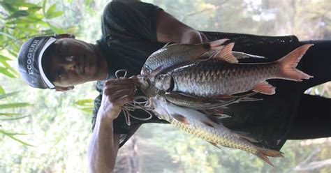 Posted by bahasaku indah at 10:33 ptg. MALAYSIAN FISH HUNTER: Memburu Ikan Kelah Taman Negara ...