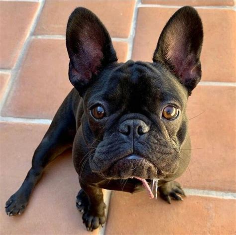 French bulldog breed health concerns! Pin by Carey Holmes on French Bulldoggies in 2020 | French ...