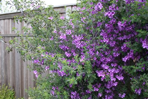 We did not find results for: Hiding Garden Eyesores - Landscaping Network