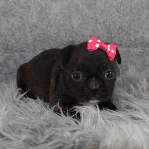 Find the right dog and live happy today. Female Bugg Puppy for Sale Sadie | Puppies for Sale in PA ...