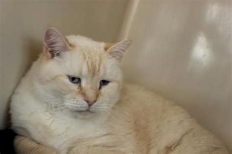 Maybe you would like to learn more about one of these? Adopt Murphy on Petfinder | Siamese cats, Adoption, Animals