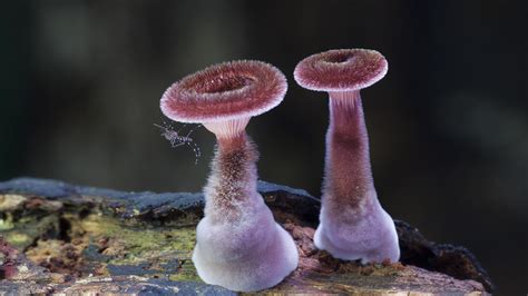 FungiFanatics — Stunning Fungi Photoset by Steve Axford. Bonus Set...