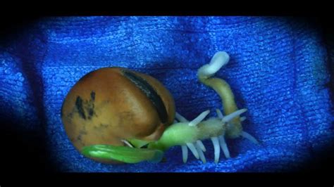 This is an example of epigeal germination where the cotyledons are pulled above ground.filmed. Time Lapse of Fava Bean Germination - Macro - YouTube