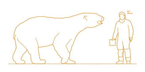 The average length in mature males is around 244 cm (8 ft 0 in) and the shoulder height is 133 cm (4 ft 4 in). Polar Bear Dimensions & Drawings | Dimensions.Guide