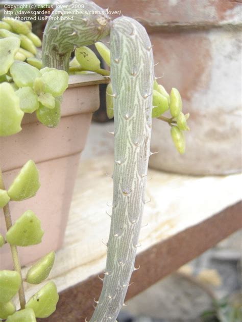 I don't know if it's the largest of its kind in the tucson area but i can't imagine any nursery offering more variety for a succulent lover than b&b. PlantFiles Pictures: Kleinia Species, Inchworm, Tapeworm ...