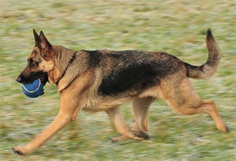 Daisy gets the award for the cutest puppy!!!!! More German Shepherd Puppies and Dogs that have found new ...